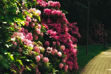 Aranżacja ogrodów - jak podzielić zieloną przestrzeń na strefy