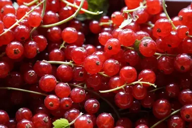 SOWA rozkręca wakacje w Wadowicach - nauka wyjdzie na miasto